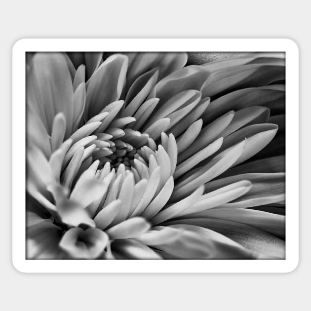 Dahlia in black and white Sticker by Eunice1